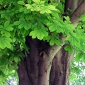 Aesulus hippocastanum.jpg